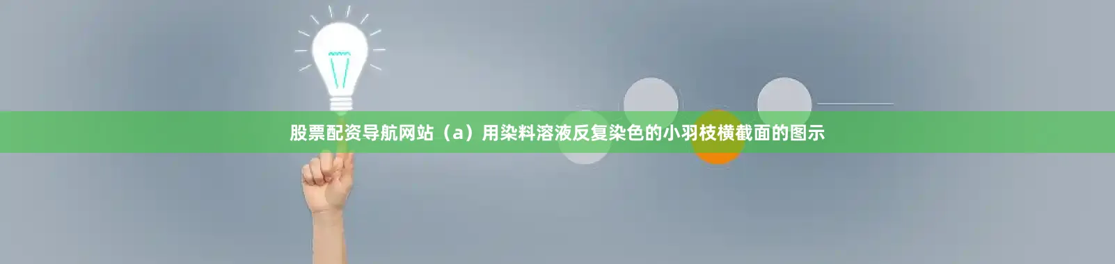 股票配资导航网站（a）用染料溶液反复染色的小羽枝横截面的图示